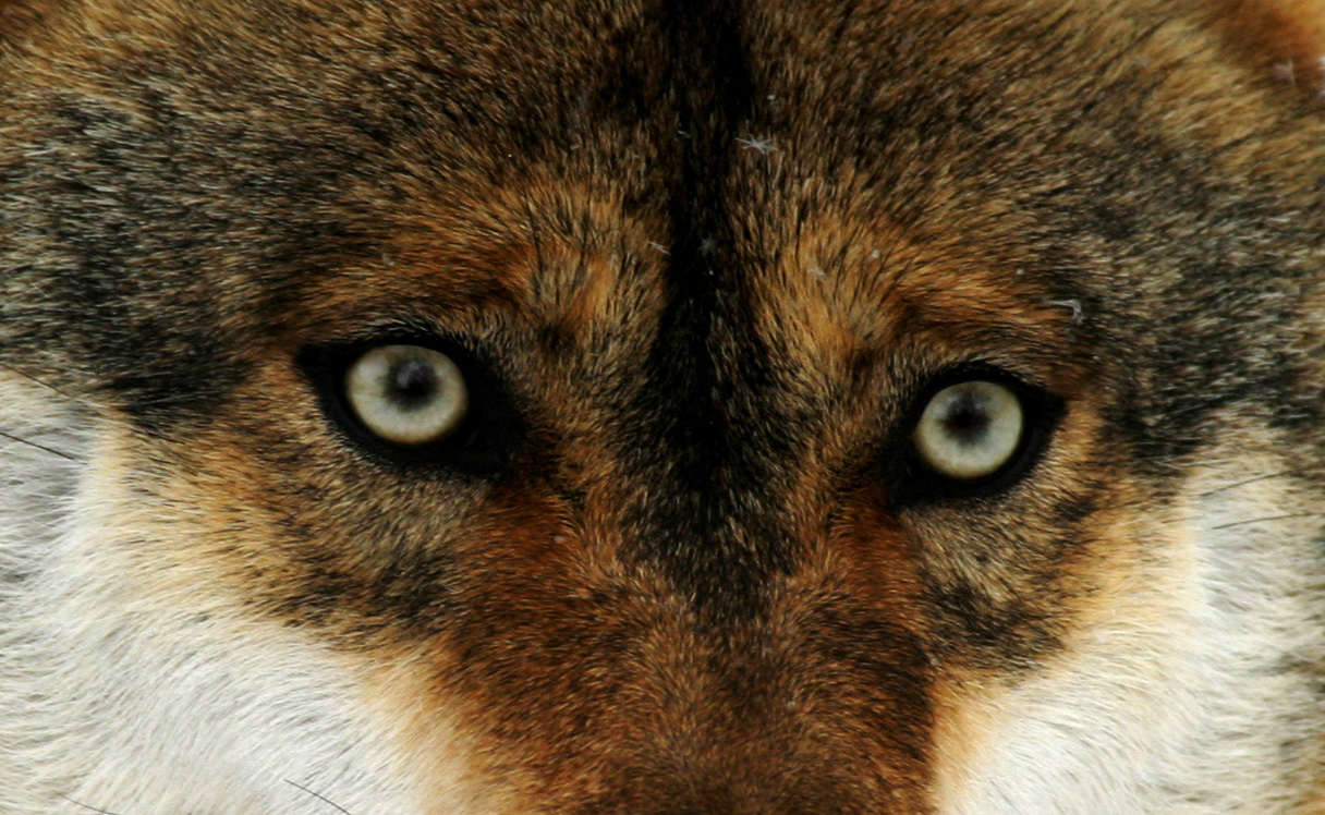 Wolf - Conferenza naturalistica